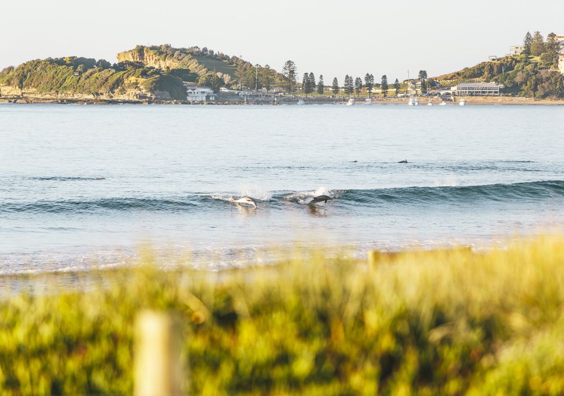 Dolphins catching a wave at Terrigal Beach in Terrigal - Central Coast